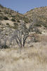 Antonio (Venturamd) > Los Padres/Angeles Forest loop photo