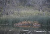 Antonio (Venturamd) > Los Padres/Angeles Forest loop photo